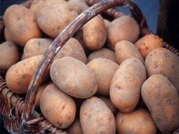Сорта картофеля для Черноземья